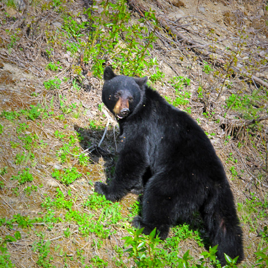Black-Bear-2 Black-Bear-2